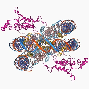 Sir3 gene silencer acting on DNA F006/9730 Sir3 gene silencer acting on DNA F006/9730