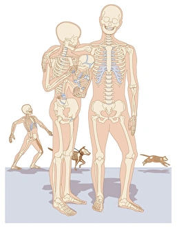 Human Skeleton Prints: Skeletal figures, artwork