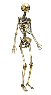 Skeleton Print: Standing Computer Artwork