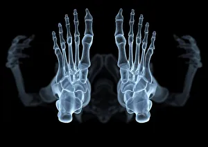 Human Body Prints: Human Skeleton Print viewed from below