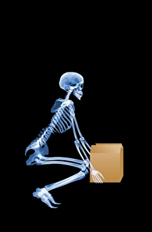 Prints of Skeleton lifting a box correctly. Side view X- ray. This image shows the correct method of lifting heavy objects using the leg muscles in a crouched position with the spine straight Images Dated 2006 November: Print of Skeleton lifting a box correctly in side view X-ray format