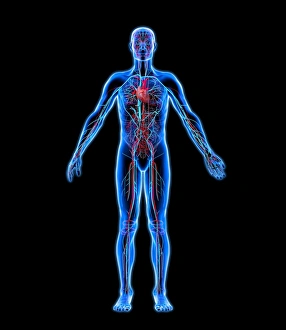 Prints of Lymphatic system. Computer artwork of a naked woman with a healthy lymphatic system. Also seen are associated organs including the thymus gland (upper centre) and the spleen (centre right) Images Dated 2009 February: Lymphatic System Print: A Computer Artwork of the Human Body