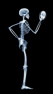 Computer-enhanced X-ray print of a side view skeleton in a mirror