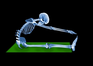Prints of Skeleton stretching. Coloured side view X-ray of a human skeleton performing stretching exercises on an exercise mat Images Dated 2006 November: Human Skeleton Print - Coloured Side View X-ray of a Stretching Figure
