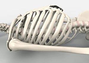 Prints of Skeletons torso. Computer artwork showing the bones of the torso of a human skeleton that is lying down Images Dated 2009 April: Human Skeleton Torso Print