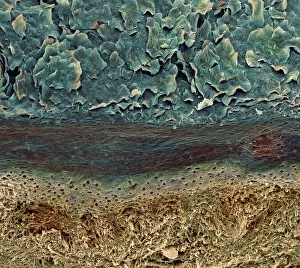 Human Skin Anatomy Prints: Skin layers, SEM