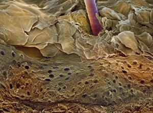 Human Skin SEM Prints: Skin section, SEM
