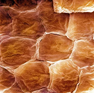 Images Dated 30th March 2009: Skin Surface Print, Coloured SEM of Keratinised Cells