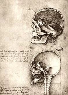 Images Dated 10th July 2003: Skull anatomy