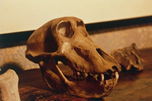 The skull of an ape at Darwins house The skull of an ape at Darwins house