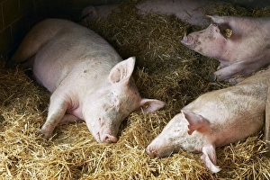Domestic Pigs Prints: Sleeping pigs