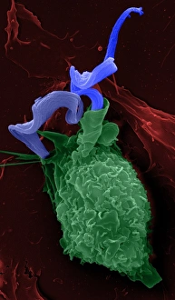 Sleeping sickness parasite, SEM
