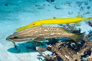 Slender grouper and chinese trumpetfish Slender grouper and chinese trumpetfish