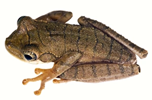 Rainforest Amphibians Prints: Slender-legged treefrog