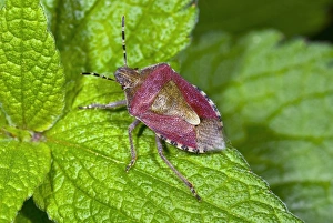 Sloe Bug Prints: Sloe bug on a leaf