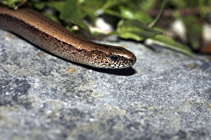 British Reptiles Prints: Slow worm