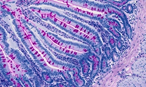 Light Microscopy Images Prints: Small intestine, light micrograph