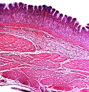 Prints of Small intestine section. Light micrograph of a vertical section through the illeum, part of the small intestine Images Dated 2010 November: Small intestine section Print, x100 magnification
