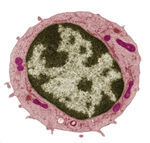 Images Dated 15th December 2008: Small lymphocyte TEM Print, x13,500 magnification
