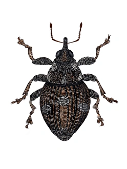 Images Dated 21st February 2006: Small Nettle Weevil Print (2-3mm)