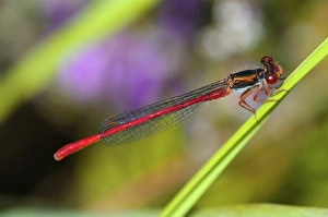 Images Dated 19th March 2013: Small Red Damselfly Print