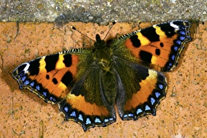 Aglais Urticae Prints: Small tortoiseshell butterfly