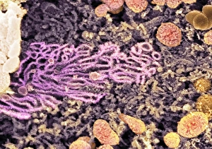 Smooth endoplasmic reticulum Print, SEM