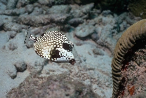 Prints of Smooth trunkfish (Lactophrys triqueter). This fish inhabits reefs and coastal regions in the western Atlantic Ocean, from as far north as Canada to Brazil Images Dated 2006 February: Smooth Trunkfish Print
