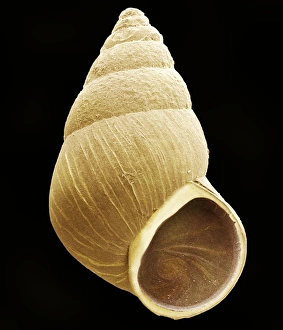 Prints of Snail. Coloured scanning electron micrograph (SEM) of a laver spire snail (Hydrobia ulvae). The snail can seal itself inside its shell by pulling a plug (brown) over its operculum (lower right) Images Dated 2003 June: SEM Print of Laver Spire Snail
