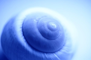 Invertebrate Biology Prints: Snail shell