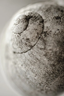 Snail Shell Prints: Snail shell C016 / 2330