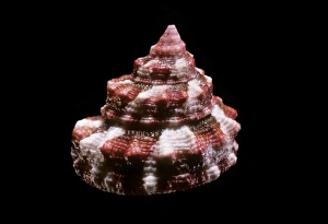 Marine Gastropod Mollusc Prints: Top snail shell C019 / 1361