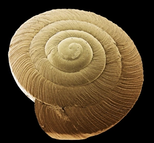 Prints of Snail shell. Coloured scanning electron micrograph (SEM) of a snails shell (order Pulmonata). The shell is composed of calcium salts secreted by the snail, and provides shelter and protection Images Dated 2005 June: Print of a Snail Shell, SEM