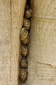 Gastropod Molluscs Prints: Snails in a crack in tree trunk