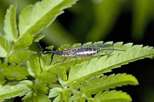Macro Photography Nature Prints: Snake fly