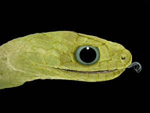 Prints of Snake (suborder Serpentes) head, coloured scanning electron micrograph (SEM). The snakes forked tongue (right) is used to detect prey by picking up scent particles from the air Images Dated 2009 February: Coloured SEM Print of Snake Head