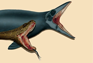 Images Dated 2000: Computer illustration of a snake and its mosasaur ancestor