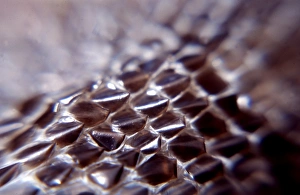 Snake scales Snake scales