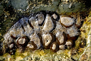 Cornwall Coastal Photography Prints: Snakelocks anemones