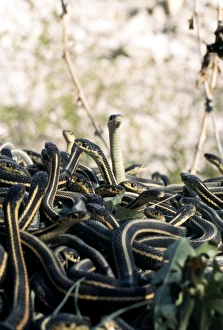 Snakes mating Snakes mating