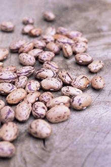 Garden Photography Prints: Snap bean seeds