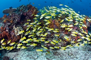 Tropical Ocean Fish Species Prints: Snappers over a reef