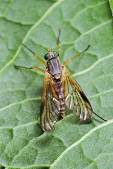 Insect Predator Prints: Snipe fly