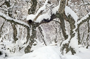 Snowy Trees Prints: Snow covered trees