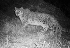 Endangered Snow Leopards Prints: Snow leopard at night