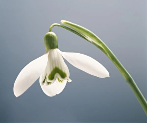 Spring Bulbs Prints: Snowdrop flower