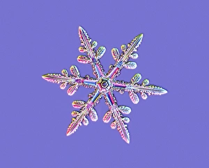 Dendritic Snowflake Print