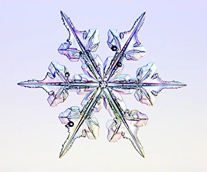 Dendritic Snowflake Print