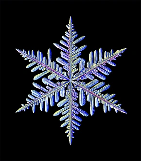 Light Micrograph Print of a Fernlike Snowflake
