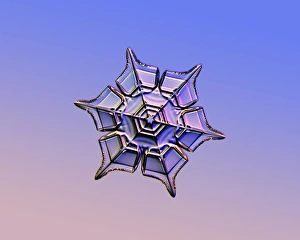 Light Micrograph Print of Stellar Plate Snowflake